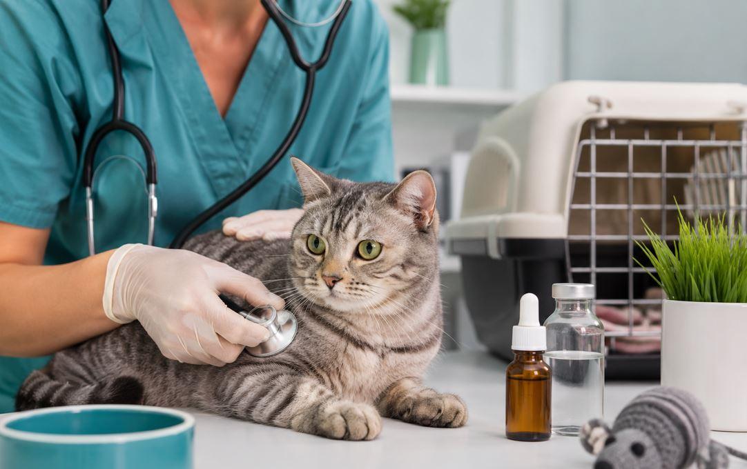 Tratamentos e prevenção de doenças comuns em felinos domésticos